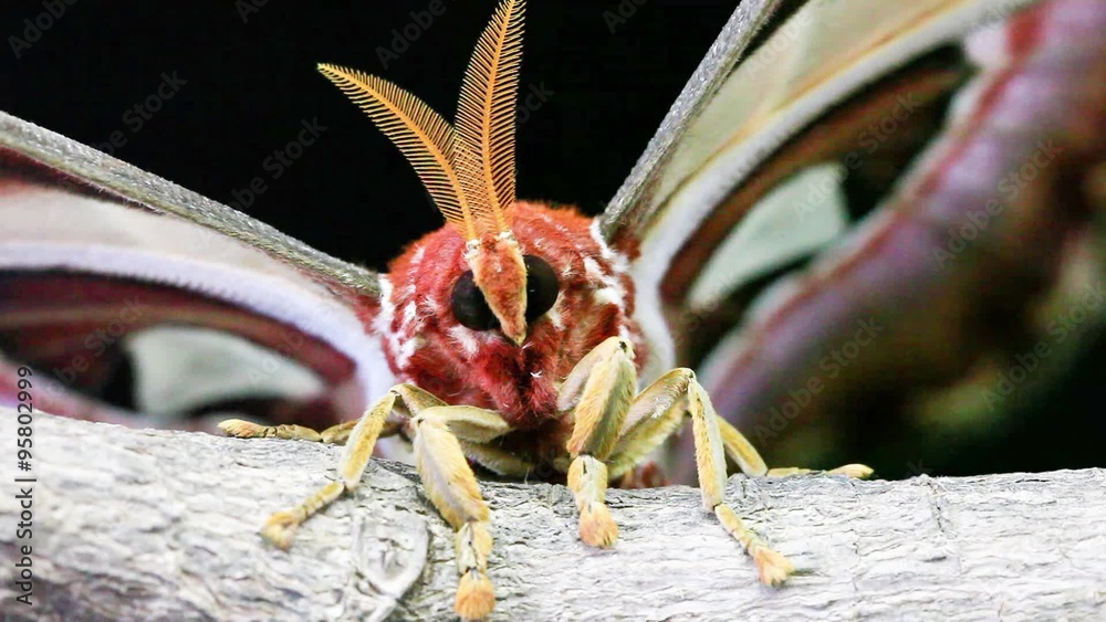 Attacus atlas