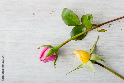 Pink and yellow rosebuds on the white background
