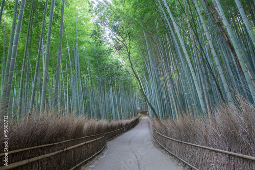 Path of bamboo forest Arashiyama, kyoto Japan