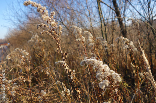                        . Withered grass.