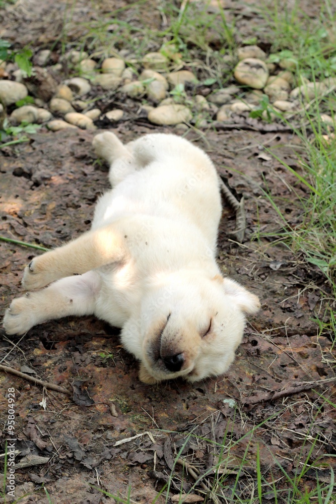 Labrador puppy cute one month old was sleeping. Labrador puppy cute one month old was sleeping.