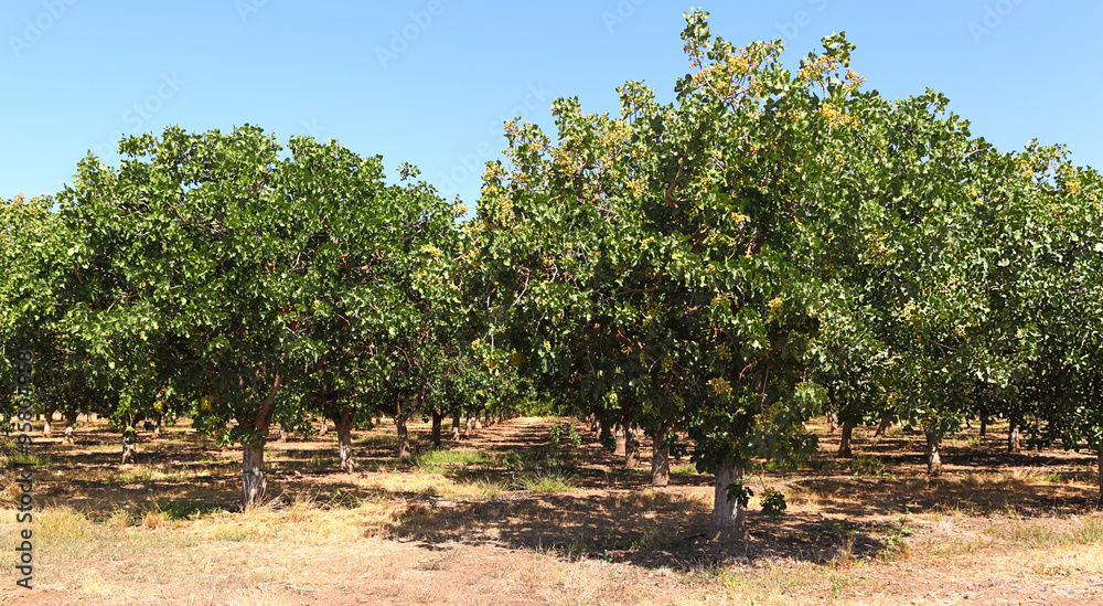 Pistachio trees loaded with pistachios