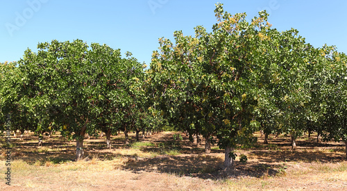 Pistachio trees loaded with pistachios