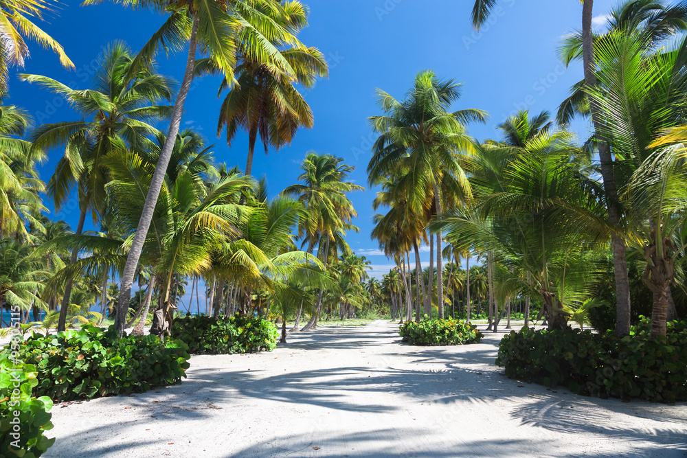 Sand road through the coconut palms and jungle. Dominican republic