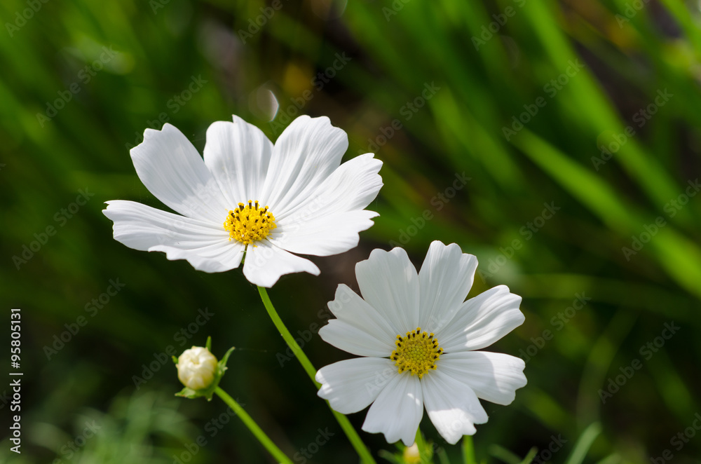Fototapeta premium Cosmos flowers
