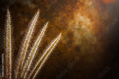 Grass flower on dark background © skynet