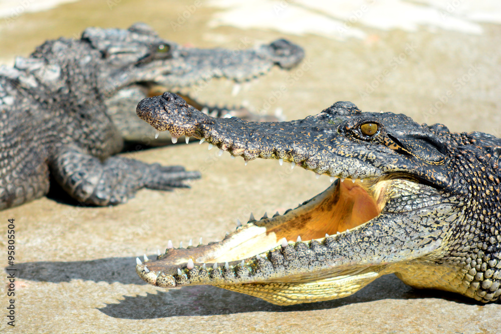 Obraz premium Close up head of crocodile