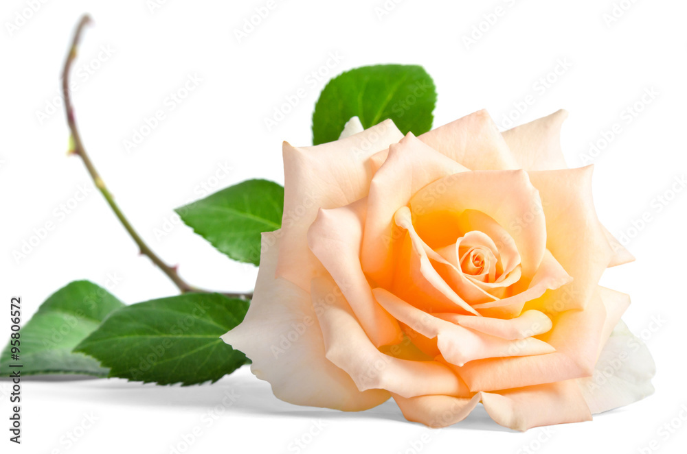 beautiful single creame rose lying down on a white background Stock ...