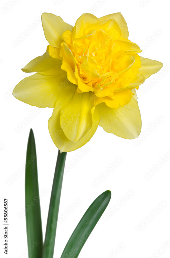 Beautiful daffodil isolated on white background Beautiful daffodil isolated on white background