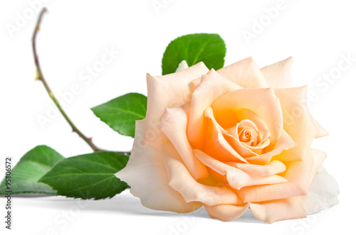 beautiful single creame rose lying down on a white background