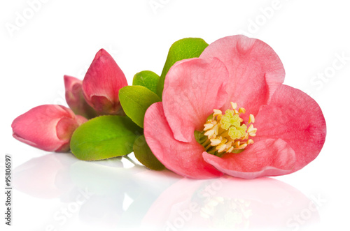 beautiful pink flowers with buds on white background