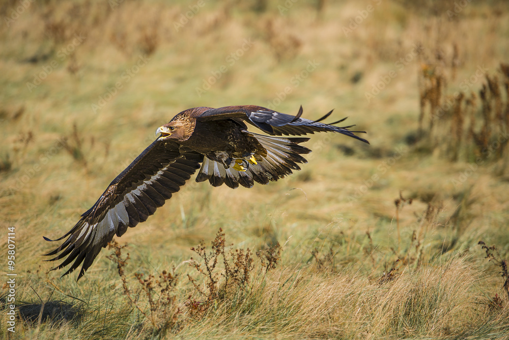 Obraz premium Golden eagle (Aquila chrysaetos)