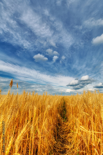 Fototapeta Naklejka Na Ścianę i Meble -  Wheat ears and cloudy sky