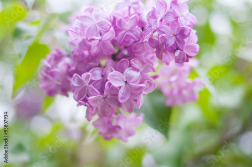 purple flowers                           