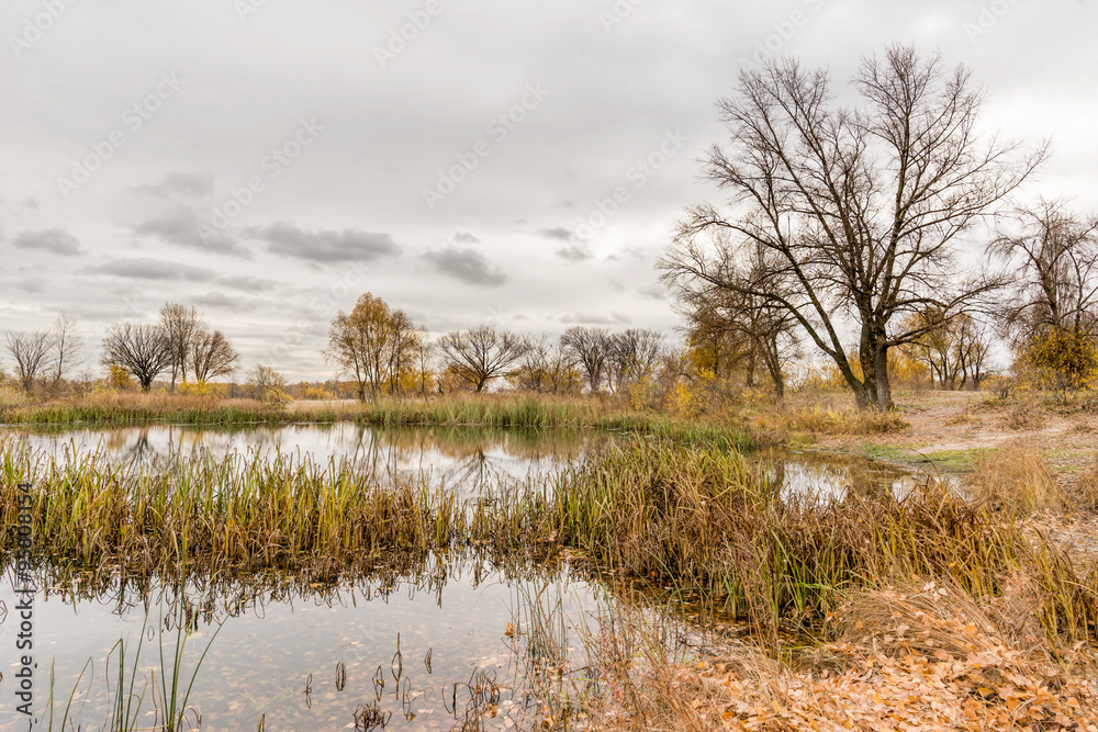 Gray end of autumn close to the Dnieper river with Typha latifolia reeds in the water. Trees and cloudy sky in the background Gray end of autumn close to the Dnieper river with Typha latifolia reeds in the water. Trees and cloudy sky in the background