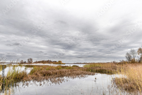 Gray end of autumn close to the Dnieper river with Typha latifolia reeds in the water. Trees and cloudy sky in the background