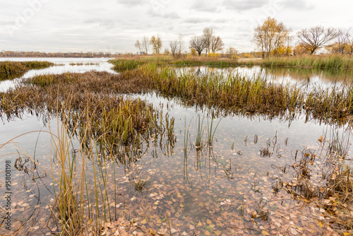 Gray end of autumn close to the Dnieper river with Typha latifolia reeds in the water. Trees and cloudy sky in the background