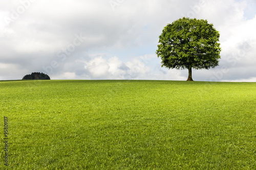 Grüne eiche auf Wiese photo