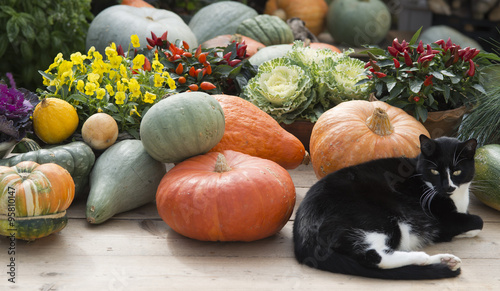 cat on gardentable with pumpkin and plants in autumn photo