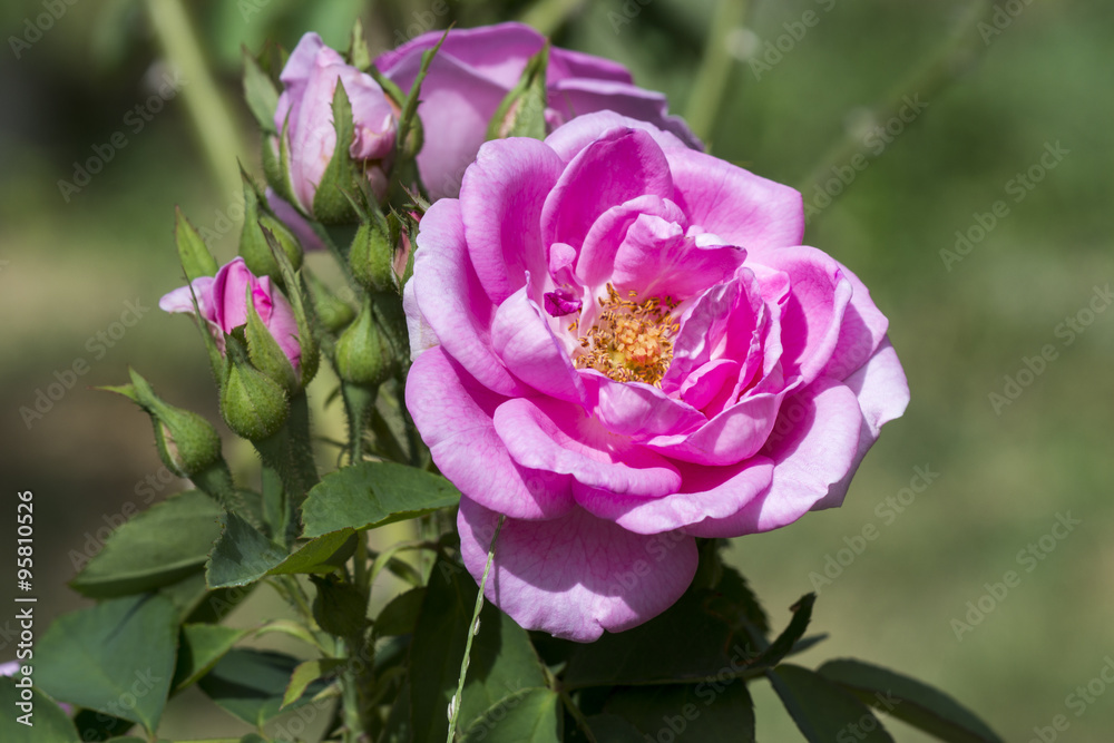 Pink roses for extraction of essential oils. (Rosa damascena)