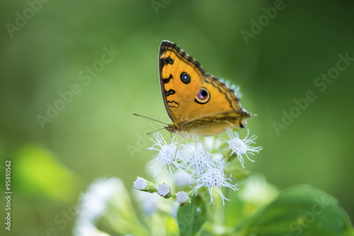 Orange butterfly name Tawny Coster (Acraea violae)