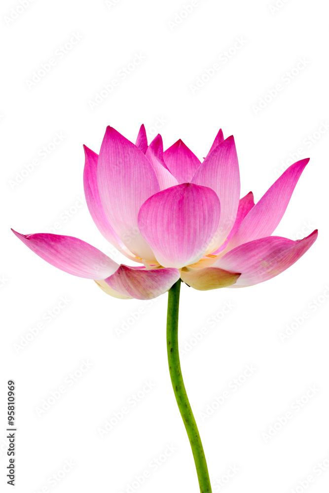 Blooming lotus flower on isolate white background.