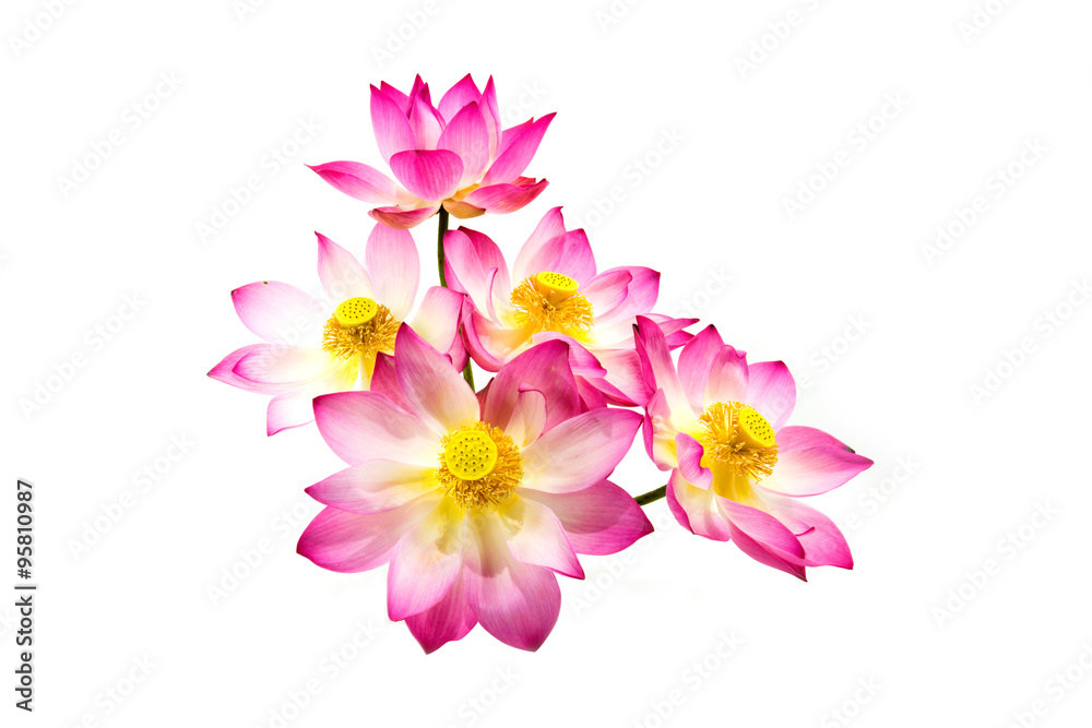 Blooming lotus flower on isolate white background.