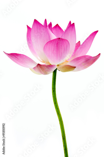 Blooming lotus flower on isolate white background.