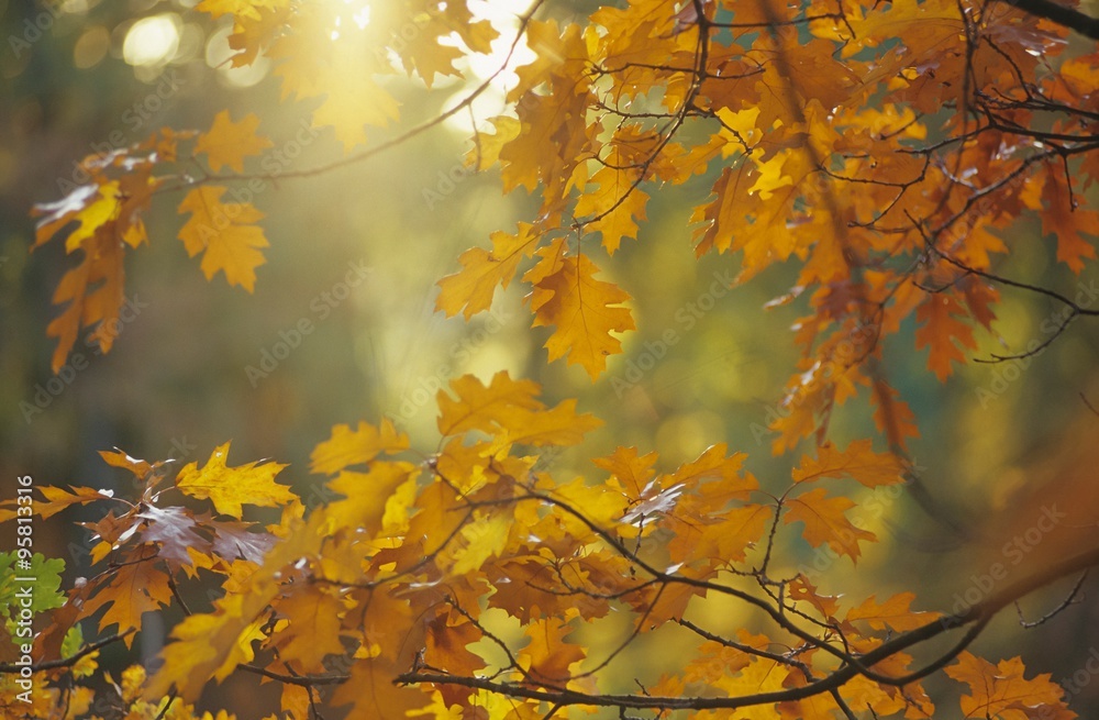 Roteiche, Amerikanische Eiche, Amerikanische Spitzeiche (Quercus rubra), bunte Blätter im Gegenlicht im Herbst, Niedersachsen, Deutschland