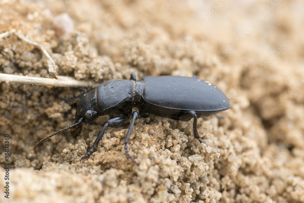 Großkopf, Kopfkäfer, Kopfläufer (Broscus cephalotes) auf Sandboden vor dem Eingang seiner Wohnröhre, Niedersachsen, Deutschland Großkopf, Kopfkäfer, Kopfläufer (Broscus cephalotes) auf Sandboden vor dem Eingang seiner Wohnröhre, Niedersachsen, Deutschland