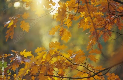 Roteiche  Amerikanische Eiche  Amerikanische Spitzeiche  Quercus rubra   bunte Bl  tter im Gegenlicht im Herbst  Niedersachsen  Deutschland