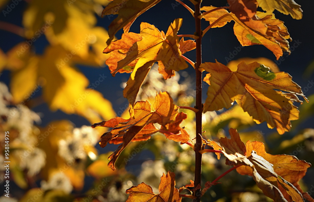 Fototapeta premium Végétal...automne