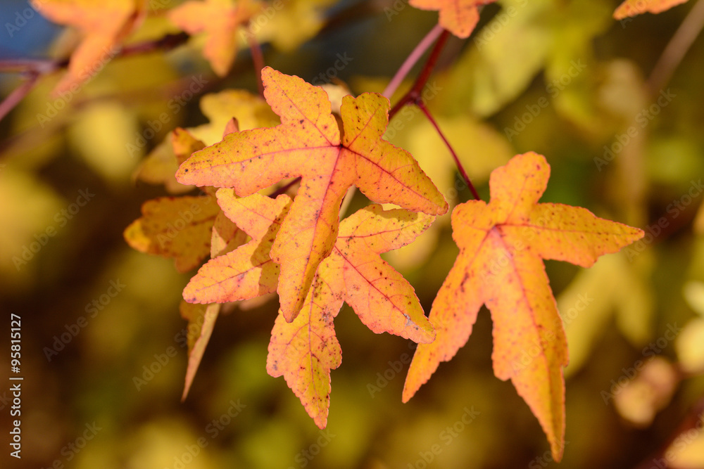 Autum foliage Autum foliage