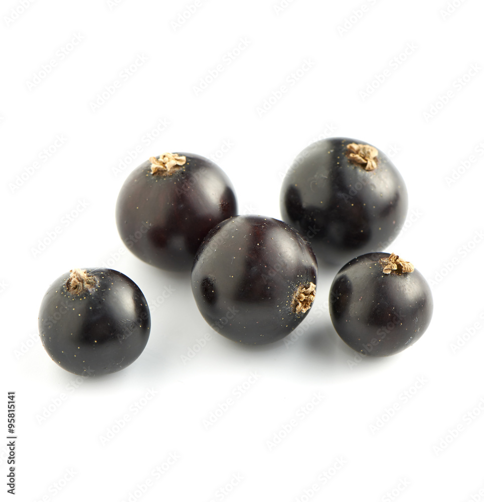 Black Currants on White Background Black Currants on White Background