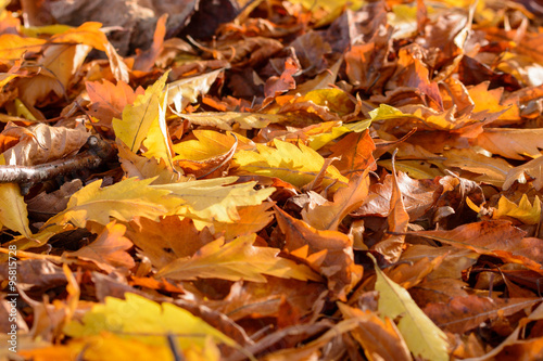 Autum foliage