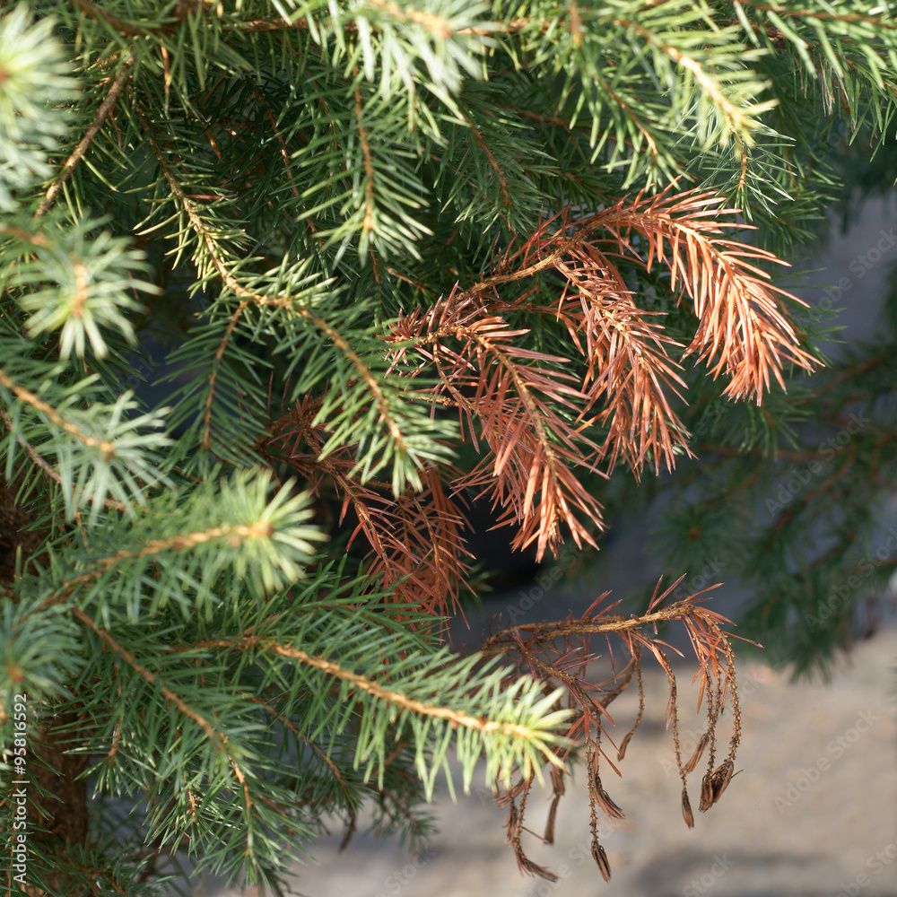 Dieback of shoots spruce Dieback of shoots spruce