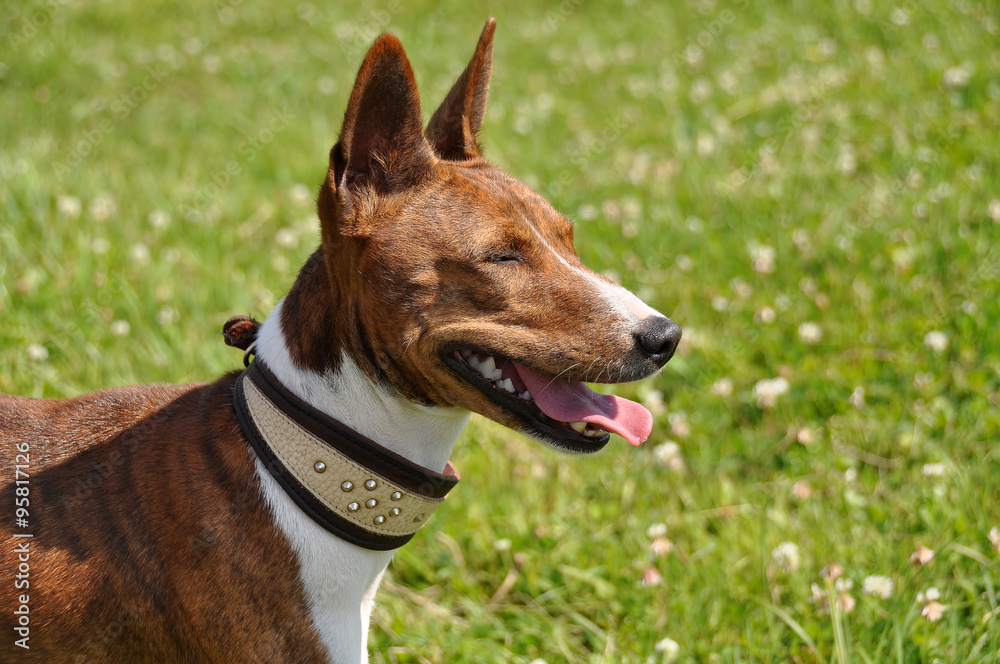 Basenji dog with a collar