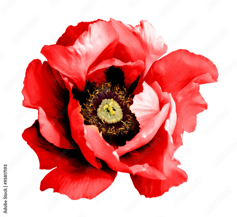 Surreal dark chrome red poppy flower macro isolated on white - obrazy, fototapety, plakaty 