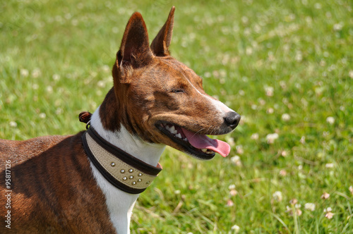 Basenji dog with a collar