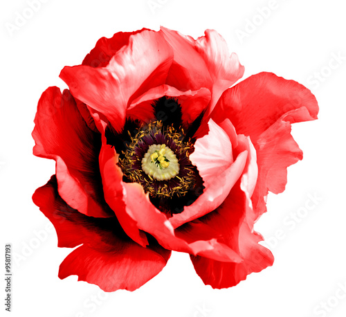 Surreal dark chrome red poppy flower macro isolated on white