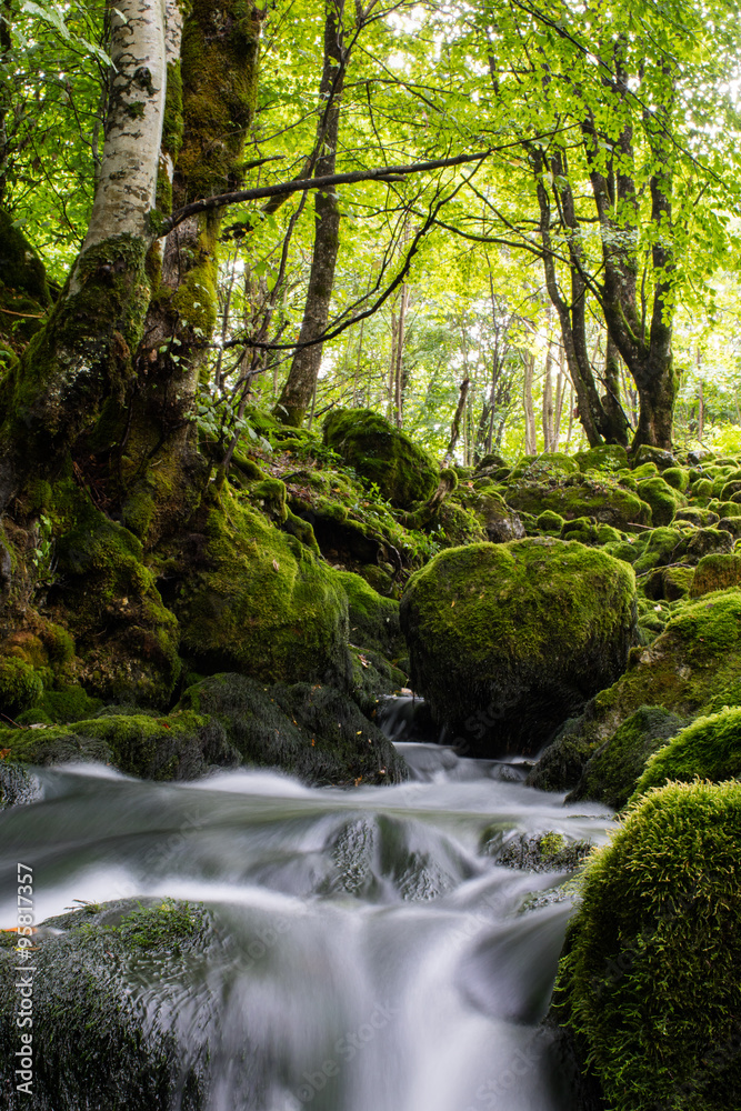 Obraz premium stream in the forest
