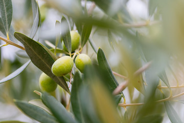 Tischdekoration mit Olivenbaum-Motiven: Mediterraner Flair fr Ihr Zuhause