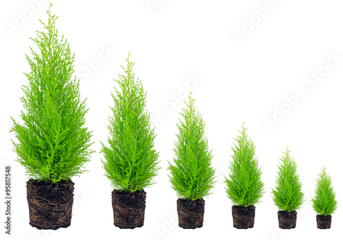 cypress3