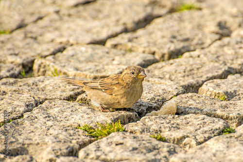 Feldsperling © hjschneider