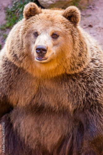 Wallpaper Mural Braunbär Torontodigital.ca
