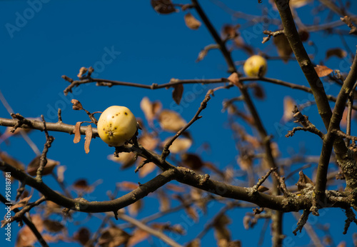 Autumn apple-tree on blue sky