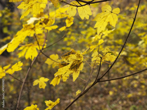 Autumn Forest leaves background 
