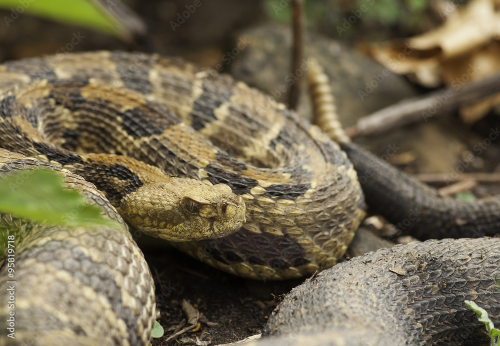 Timber Rattlesnake Timber Rattlesnake