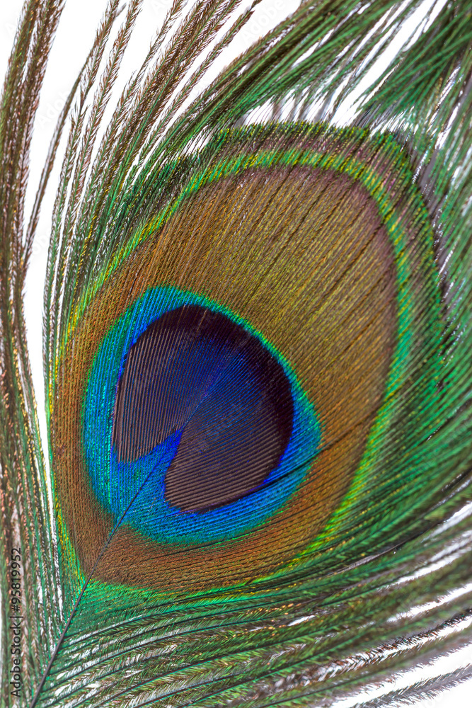 Obraz premium Peacock feather closeup