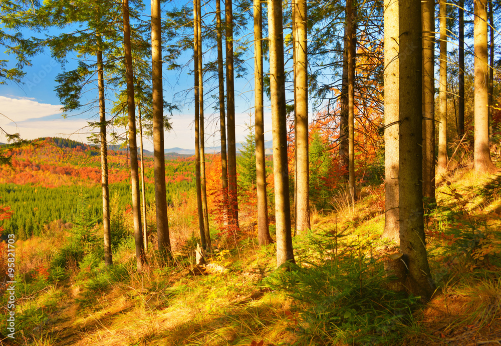 Fototapeta premium Forest